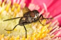 Housefly on flower