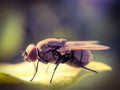 The housefly is a fly of the suborder Cyclorrhapha. It is believed to have evolved in the Cenozoic Era, in indian village Royalty Free Stock Photo