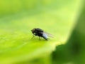 The housefly is a fly of the suborder Cyclorrhapha. It is believed to have evolved in the Cenozoic Era, possibly in the india Royalty Free Stock Photo