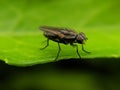 The housefly is a fly of the suborder Cyclorrhapha. It is believed to have evolved in the Cenozoic Era, possibly in the Middle Royalty Free Stock Photo