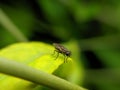 The housefly is a fly of the suborder Cyclorrhapha. It is believed to have evolved in the Cenozoic Era, possibly in the Middle Royalty Free Stock Photo