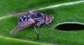 The housefly is a fly of the suborder Cyclorrhapha.