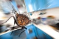 Housefly Flying in kitchen