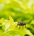 Housefly on green leaf