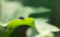 Housefly on a green leaf in the garden close up macro photograph