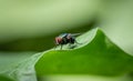 Housefly on a green leaf in the garden close up macro photograph