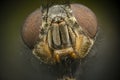 Housefly head in extreme macro Royalty Free Stock Photo