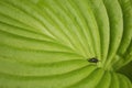 Housefly On Hosta