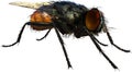 Housefly, House Fly, Inset, isolated, Bug, Pest
