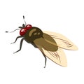 Housefly insect. Flat vector fly illustration isolated on white background