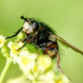 housefly insect flowers Royalty Free Stock Photo