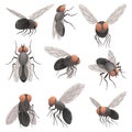 Housefly insect icon set. Wildlife symbols in cartoon style. Scary insects. Graphic design elements. Entomology closeup