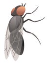 Housefly insect icon. Wildlife symbol in cartoon style. Scary insect. Graphic design element. Entomology closeup color