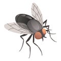 Housefly insect icon. Wildlife symbol in cartoon style. Scary insect. Graphic design element. Entomology closeup color