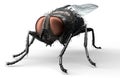 housefly, insect isolated on white with clipping path, 3D illustration