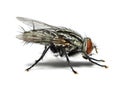 Housefly isolated on white background. Royalty Free Stock Photo