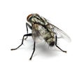 Housefly isolated on white background. Royalty Free Stock Photo