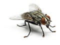 Housefly isolated on white background. Royalty Free Stock Photo