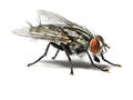 Housefly isolated on white background. Royalty Free Stock Photo