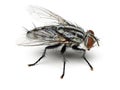 Housefly isolated on white background. Royalty Free Stock Photo