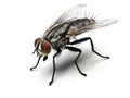 Housefly isolated on white background. Royalty Free Stock Photo