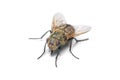 Housefly isolated on white Royalty Free Stock Photo