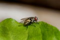 Housefly on the Leaf