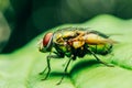 Housefly On A Leaf