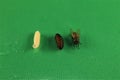 Housefly life cycle: Larva, pupa and adult housefly isolated on green background Royalty Free Stock Photo