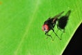Housefly macro Royalty Free Stock Photo