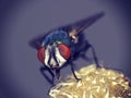 Housefly macro Royalty Free Stock Photo