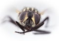 HouseFly Magnification