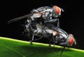 Housefly Mating Royalty Free Stock Photo