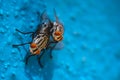 Housefly Mating Eye focus close up Macro shot. Mate Housefly is a fly of the suborder Cyclorrhapha, and has spread all over the