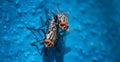 Housefly Mating Eye focus close up Macro shot. Mate Housefly is a fly of the suborder Cyclorrhapha, and has spread all over the