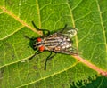 housefly,Musca domestica