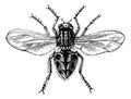 Housefly Musca domestica or Common housefly, magnified, vintage engraving