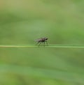 A house fly - Musca domestica - in the green Royalty Free Stock Photo