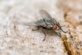Housefly Musca Domestica. Fly of the suborder Cyclorrhapha Royalty Free Stock Photo