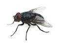 Housefly, Musca domestica, in front of white background Royalty Free Stock Photo