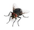 Housefly, Musca domestica, in front of white background Royalty Free Stock Photo