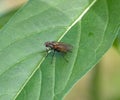 Housefly resting on leaf of Milkweed