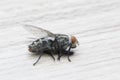 The Housefly on nature background in Southeast Asia. Royalty Free Stock Photo
