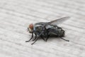 The Housefly on nature background in Southeast Asia. Royalty Free Stock Photo
