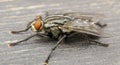 Housefly Royalty Free Stock Photo
