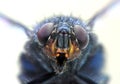 Housefly portrait