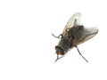 Housefly with red eyes