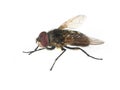 Housefly with red eyes