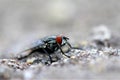 Housefly on the roadside macro insect close nature animal small Royalty Free Stock Photo