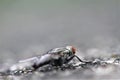 Housefly on the roadside macro insect close nature animal small Royalty Free Stock Photo